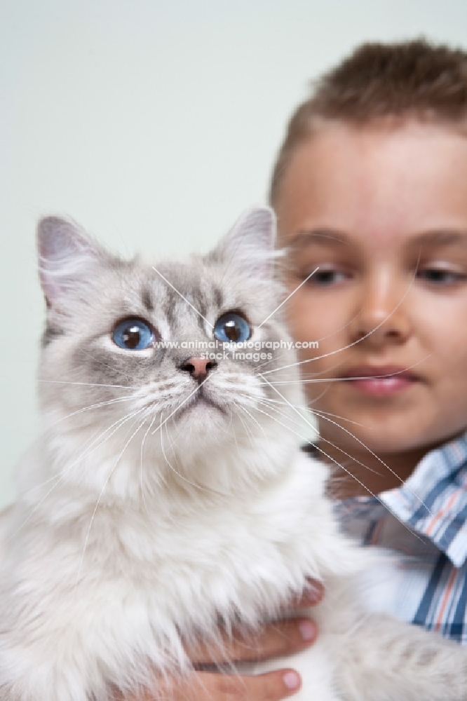 ragdoll being held by a boy