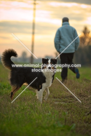 black tri colour australian shepherd standing in a field, owner walking in the background, sunset