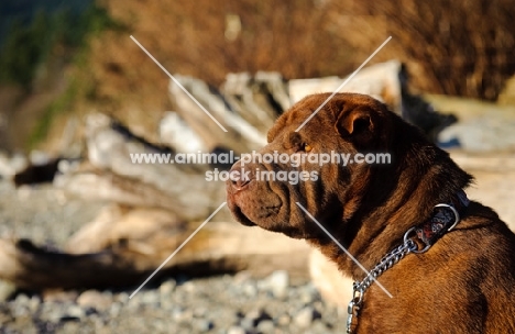 brown Shar Pei