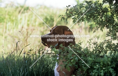 bailo d’albergaria, portugese pointer in shade, head study in profile