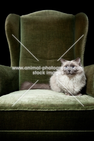 Ragdoll cat crouching in chair