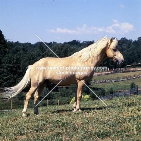 Piccolo side view of Gotland Pony stallion at Skånes Djurpark in Sweden 