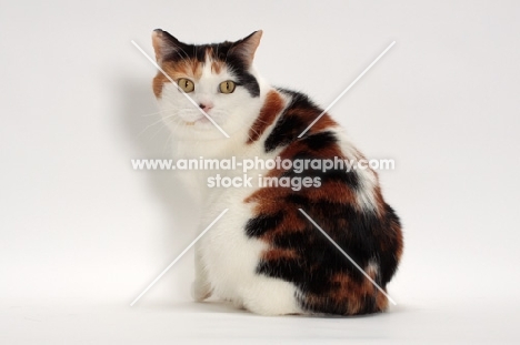 Tortoiseshell and White Manx cat, back view