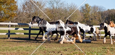 Gypsy Vanners running together