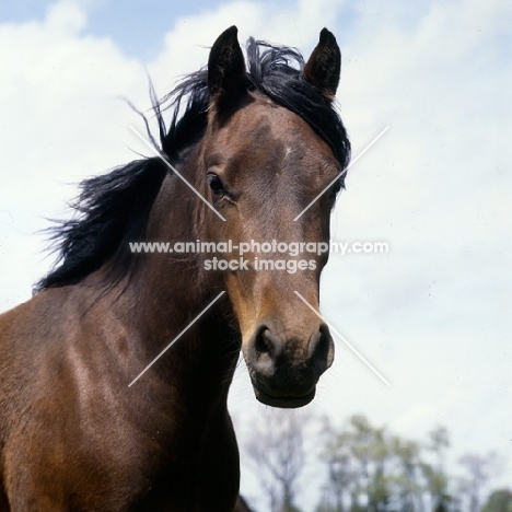 welsh cob (section d) mare, head study without bridle