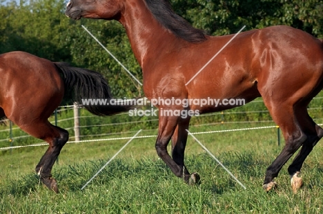 Quarter horses