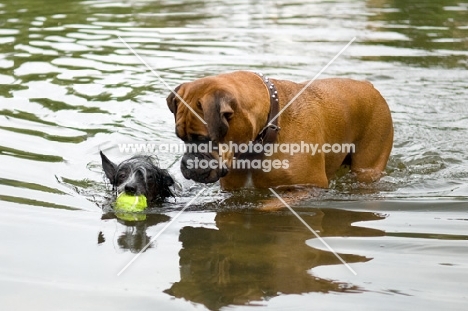 Two dogs playing with a ball in a lake