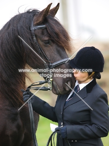 Friesian with rider