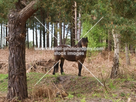 Exmoor Pony in forest