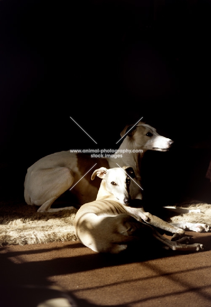 whippets lying in the sun indoors