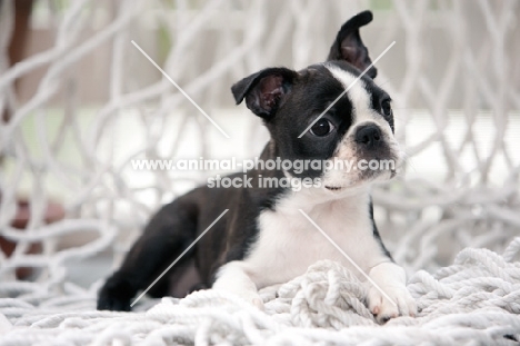 boston terrier puppy sitting on hammock netting