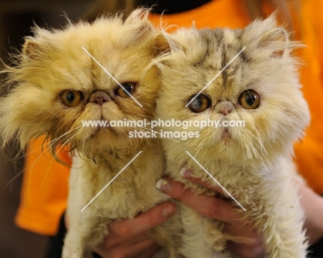 two Persian cats