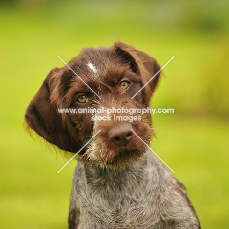 German Pointer 