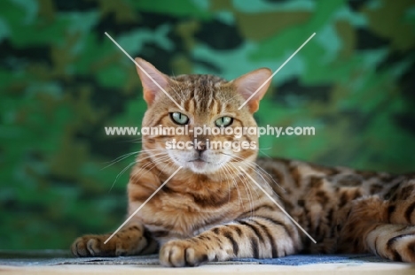 clos-up of bengal cat resting on camouflage background, champion Guru Nuvolari