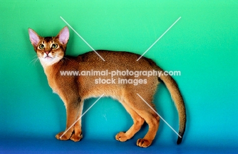ruddy abyssinian cat on green and blue background