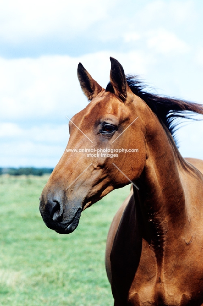 old type holstein mare, head study