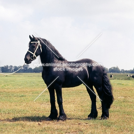 Wybren 236, Friesian stallion in Holland
