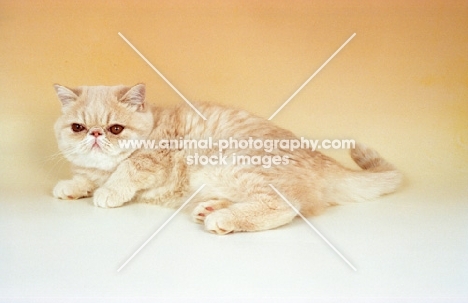 cream tabby Exotic Shorthair lying down, cream background