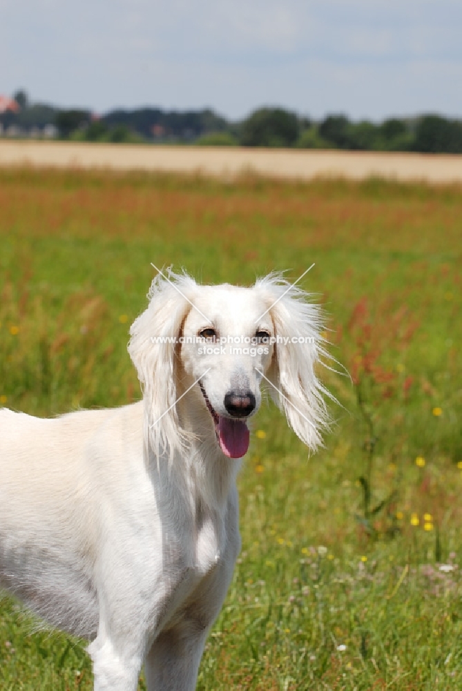 tazy sighthound of the east, portrait