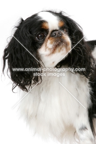 Australian Champion King Charles Spaniel, head study