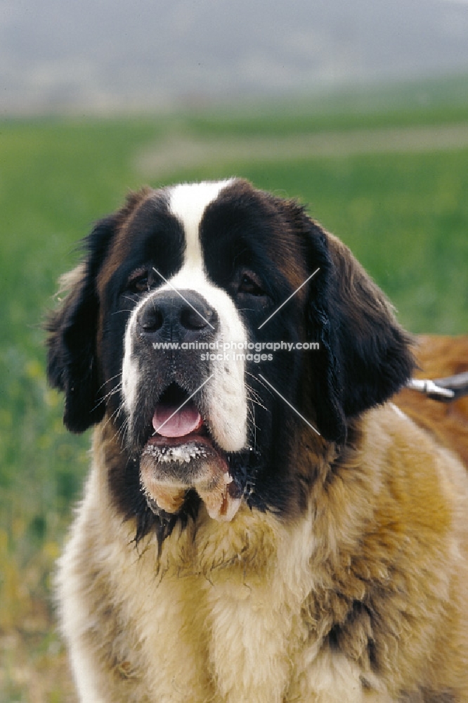 saint bernard portrait