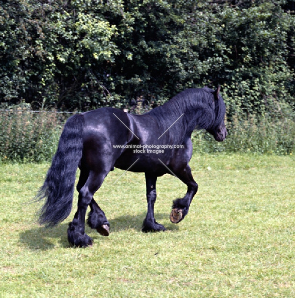 Fell Pony walking away