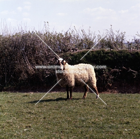 manx loaghtan sheep
