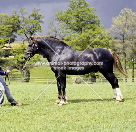 welsh cob sec d stallion, posed