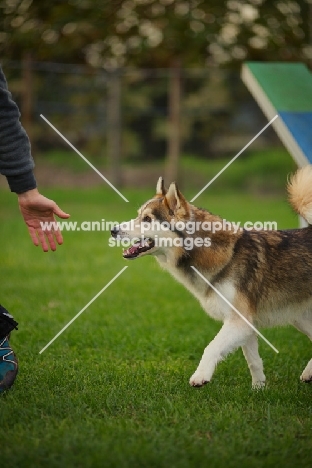 husky mix following trainer's hand