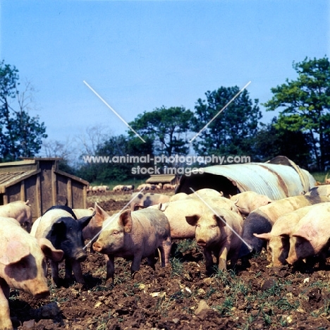 young commercial pigs, free range in ploughed field with arks