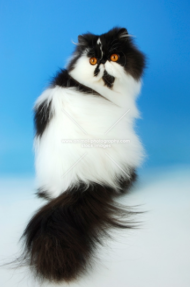 black and white persian cat, back view