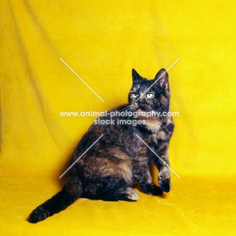 tortoiseshell short hair cat