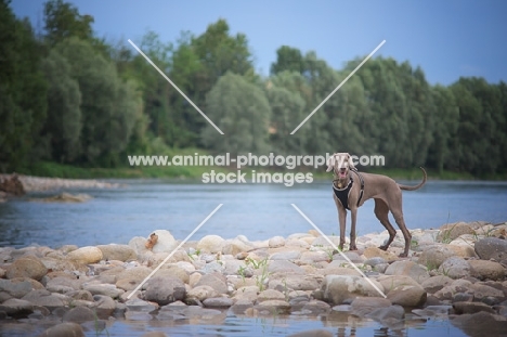 Happy silver hungarian vizsla standing on a river shore