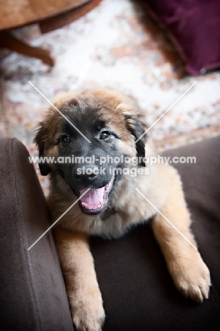 leonberger puppy looking up with paws on couch