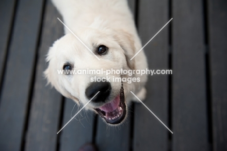 Golden retriever puppy standing on deck, smiling.