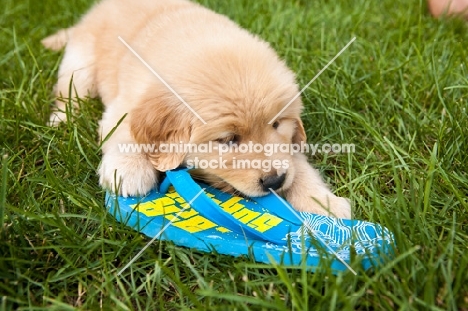 Golden Retriever chewing flip flop