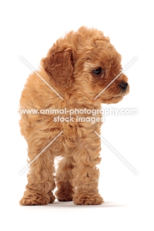 apricot toy Poodle puppy, front view