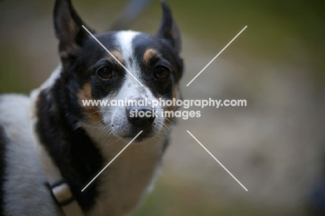 mongrel dog looking at camera