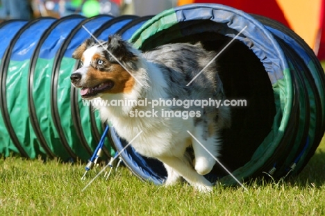 Australian Shepherd dog running through tunnel