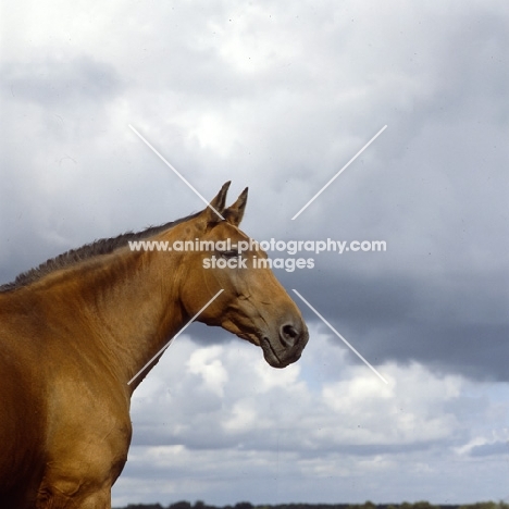 holstein old type mare, head and shoulders on grey sky