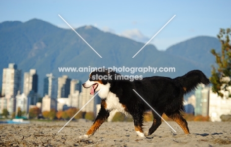 Bernese Mountain Dog walking on beach
