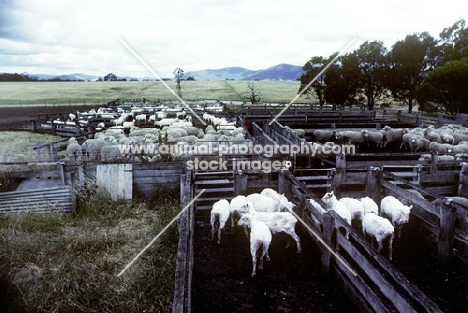 sheared sheep in australia
