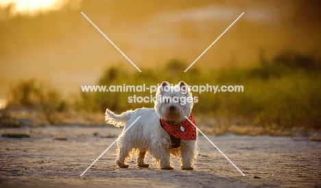 West Highland White Terrier in sunset