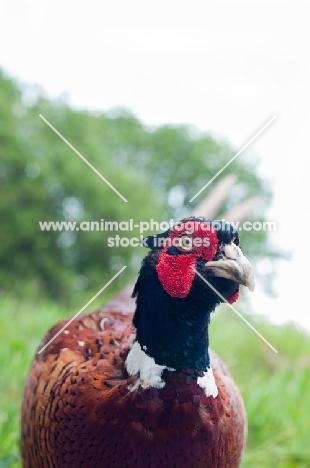 Pheasant portrait