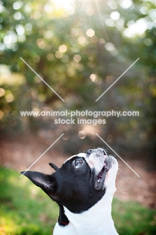 Boston Terrier, looking up