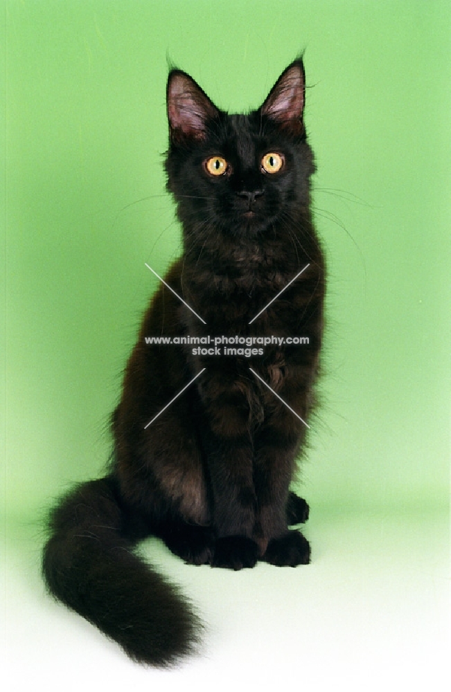 black Maine Coon cat, sitting down