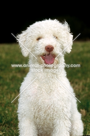 Lagotto Romagnolo front view