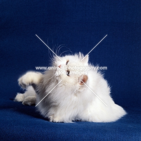 blue eyed white long hair cat pawing