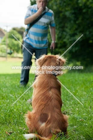 Nova Scotia Duck Tolling Retriever listening to owner