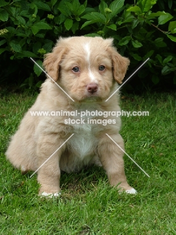 Nova Scotia Duck Tolling Retriever